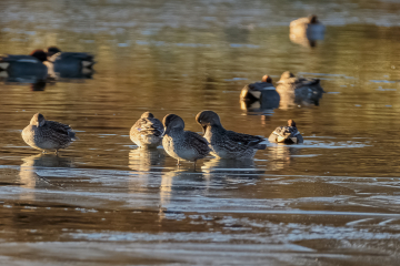 Increase in wintering wildfowl